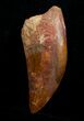 Carcharodontosaurus Tooth - Monster Theropod #4221-1